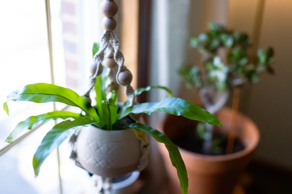 A green plant in a white hanging pot by a bright window at Twisted Tree Wellness
