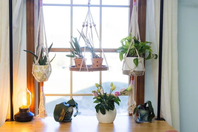 A sunny window at the spa with hanging plants and a warm lamp