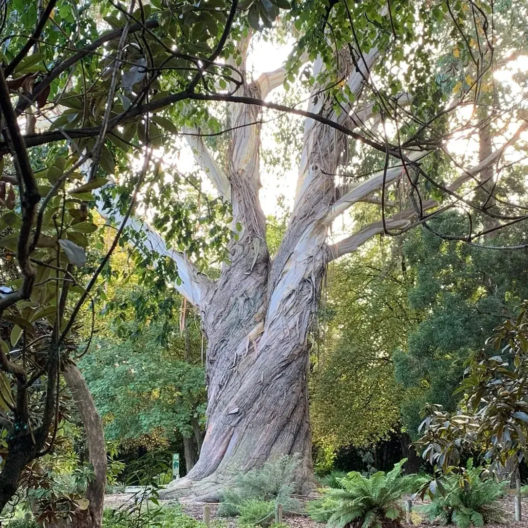 A large, ancient tree with twisted bark in a lush forest.
